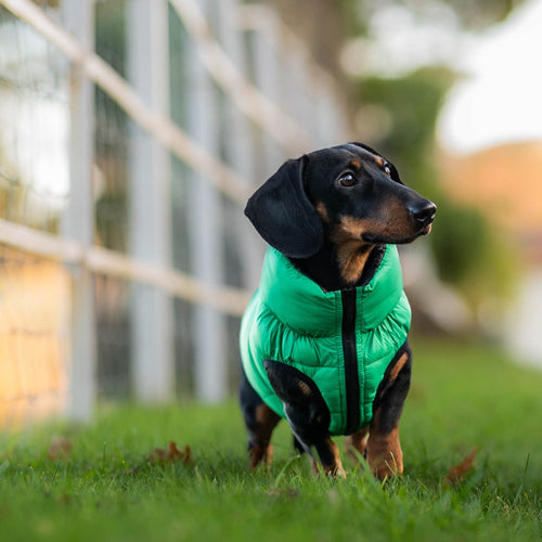 Pet locker puffer coat